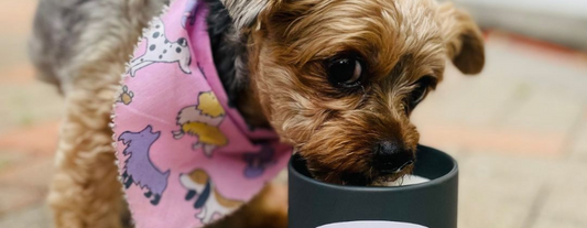 Why soy wax candles are pet friendly?