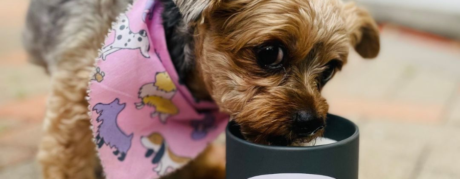 Why soy wax candles are pet friendly?